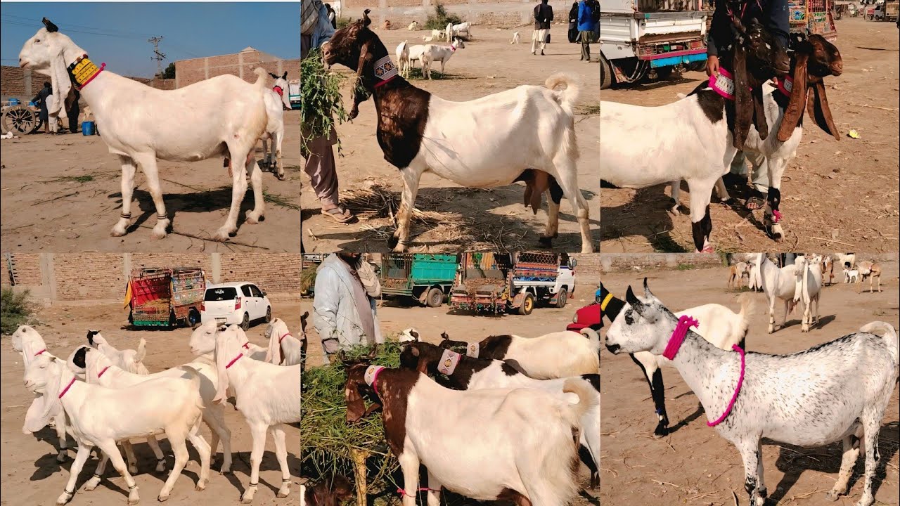 Hyderabad Bypass Bakra Mandi update 