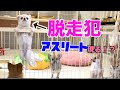 【子犬の脱走】お互い絶対負けられない!脱走されすぎて泣けてきた・・・