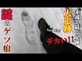 雪道に続く30㎝のゲソ痕を徹底追跡!事故か!スタックなのか!それとも…雪男なのか!