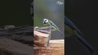 "Ce petit oiseau pèse moins qu'une balle de golf —