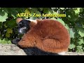 ARTIS ZOO Amsterdam. Прогулка по  зоопарку ARTIS Амстердам