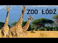 Zoo d 2022