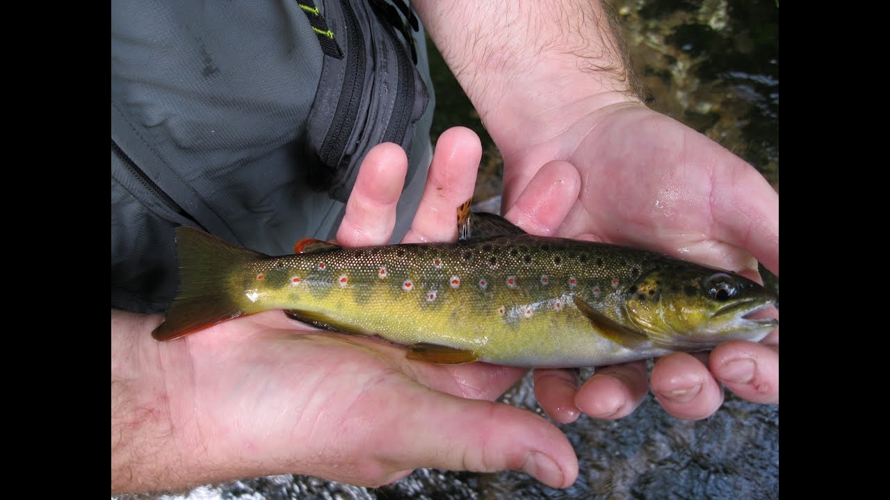 La pêche de la truite au leurre en réservoir, une bonne option durant la  fermeture ! - DPSG