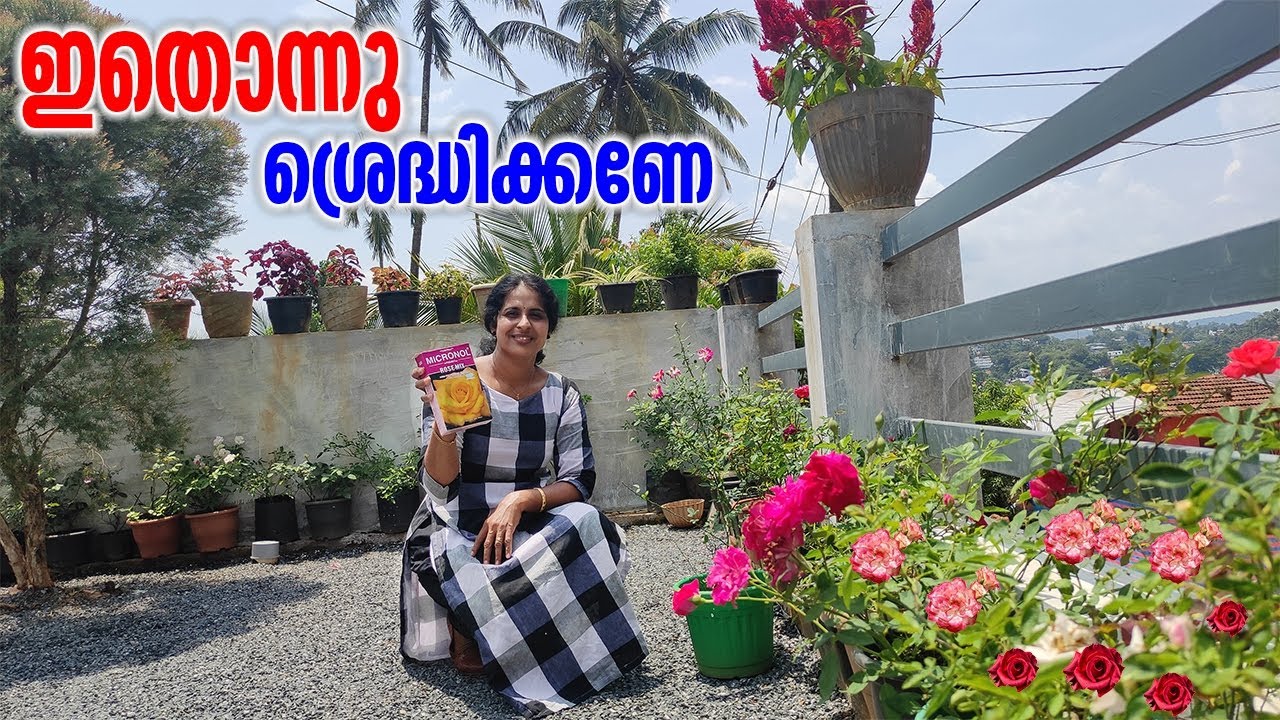 റോസ് മൊട്ടുകൾ വിരിയുന്നില്ലേ ഇതറിയുക |rose flowers tips