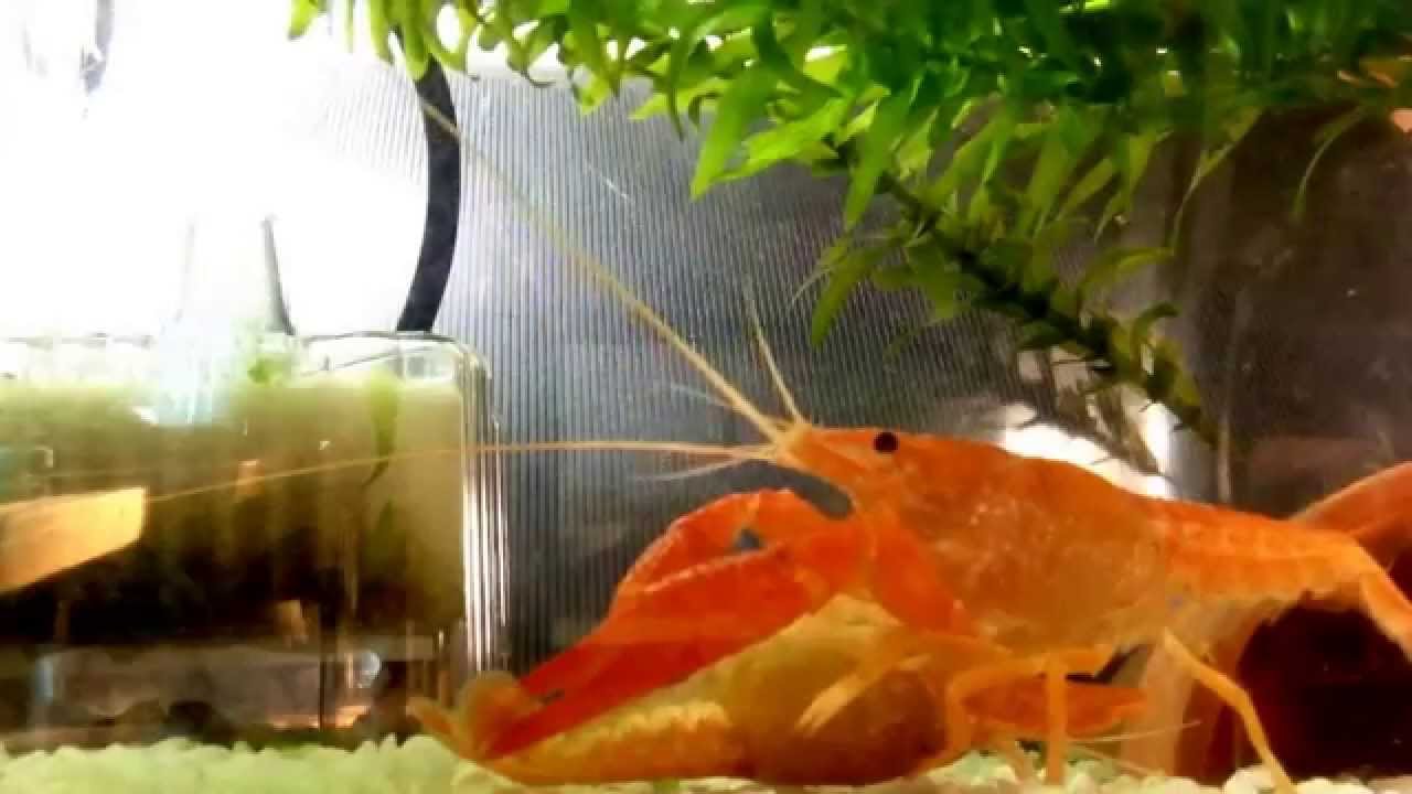 オレンジザリガニ ペアリング Youtube オレンジザリガニ ペアリング Youtube