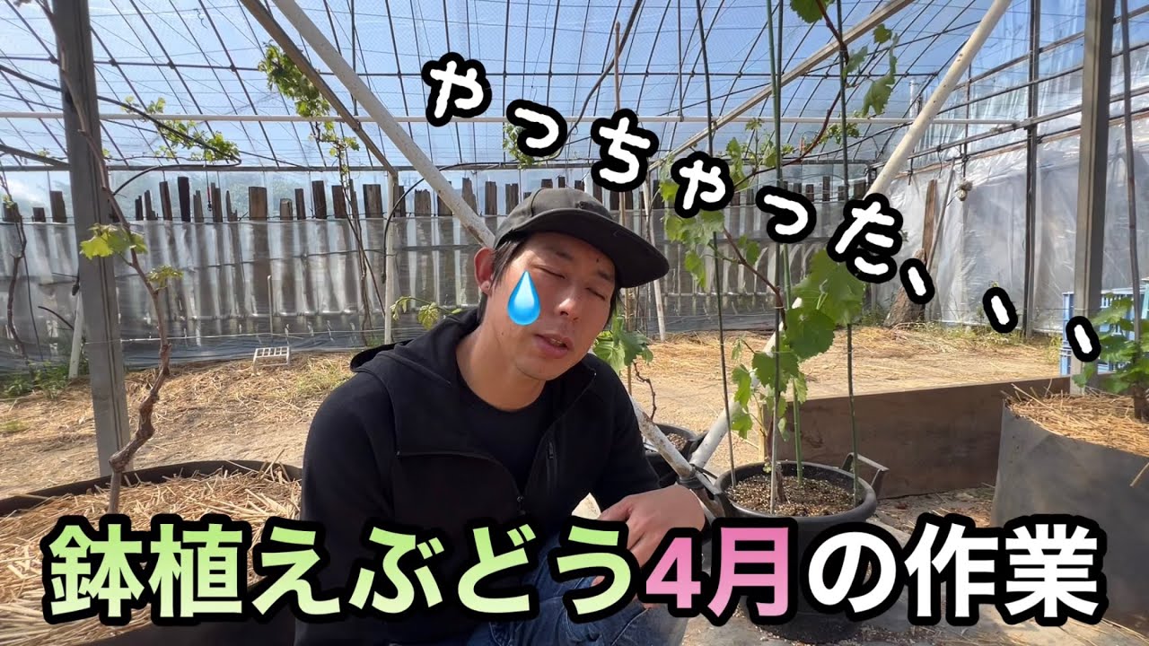 鉢植えぶどう4月の作業と注意点〜少しのミスが今年の栽培に大きく影響を〜2023-04-16