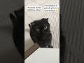 Komik kedi videoları// komik hayvan videoları//#kesfetdeyim #cat #kedi #skottish #cute #funny