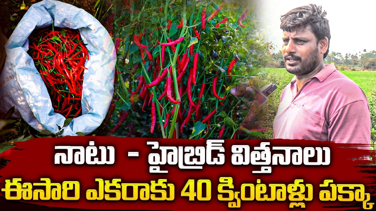 నాటు  - హైబ్రిడ్ విత్తనాల ఈసారి ఎకరాకు 40 క్వింటాళ్లు పక్కాMirchi seeds#anchornagesh