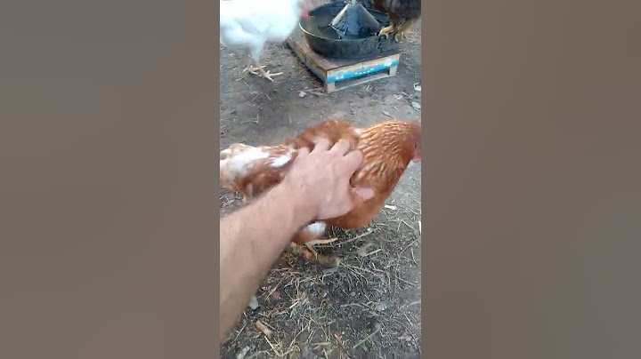 Metodo per far produrre più uova naturalmente alle galline.Se ti è piaciuto, iscriviti al mio canale