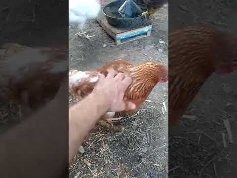 Video: Le galline hanno bisogno dei galli per deporre le uova?