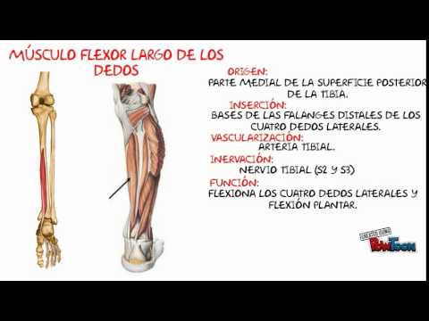 Pierna vascularizacion