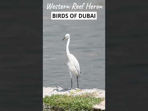 Western Reef-Heron, white morph, inside Dubai City, UAE #birds #nature #wildlife #nikon #birdsofuae