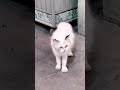 jumpa si putih di jln😻#shortvideo #love #cat #cute #cats #cutebaby #shorts #lucu #shots #family