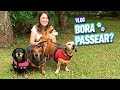 DESCUBRA COMO EU PASSEIO COM 4 CÃES - VLOG