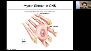 Chapter 7   The Nervous System Bio 18 Doscher