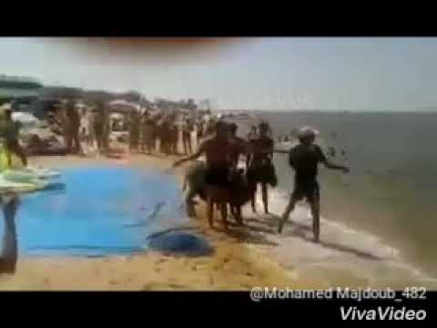 واو حمار يطير في المغرب مادومت في المغرب فلا تستغرب 