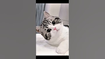 Dare To Try This Crazy Egg And Ham Trick?🤪🍳 #funnycat #catmemes #trending
