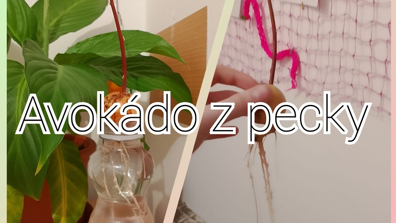 jak vypěstovat avokádo z pecky