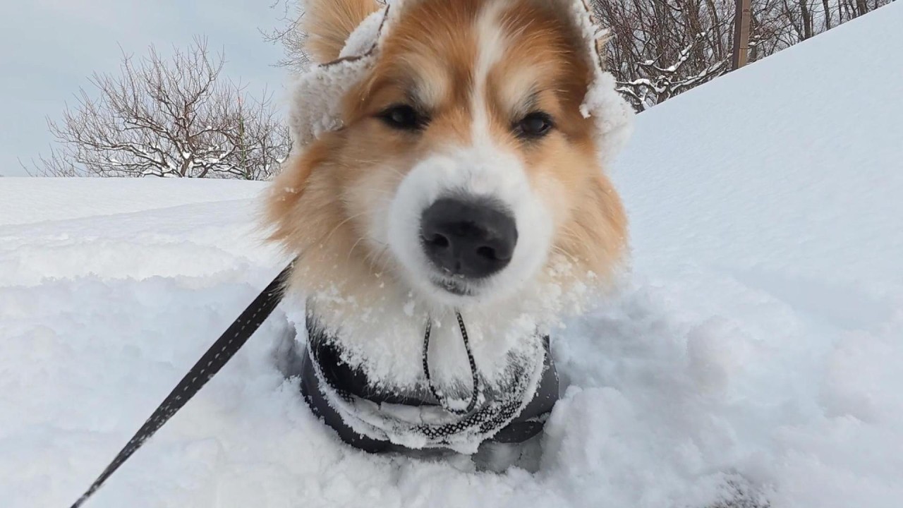 『ドカ雪』が積もった翌朝、犬が「絶望の帰りたい病」を発症した結果…