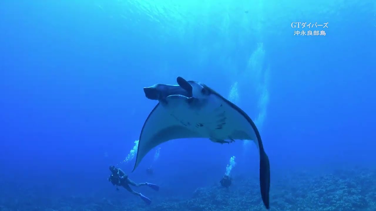 沖永良部島ダイビングPR動画 ver2024.2