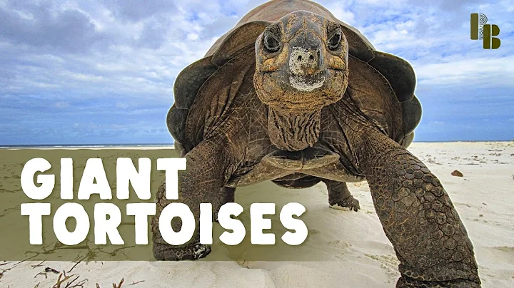 The World Used To Be Full of Giant Tortoises - DayDayNews