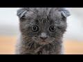 Kitten eating food for the first time in home