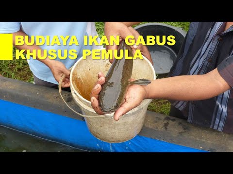 Cara Berkembang Biak Ikan Gabus