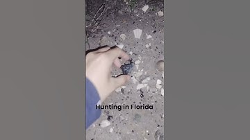 Megalodon Tooth Just Sitting There! 😱 #fossils #florida #hunting #sharktooth #megalodon #sharkteeth