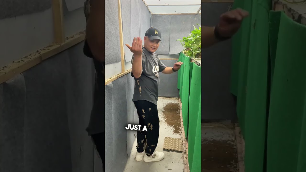 He Just Wanted More Geckos 
