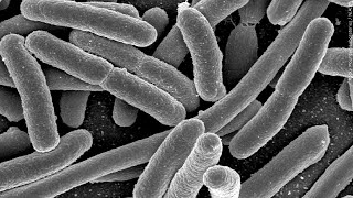 Unsafe Levels of E. coli Found at Battle Point Public Access on Leech Lake | Lakeland News