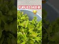 VENUS FLYTRAP