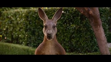 "Hey there, Party Kangaroo." [MEME #74]