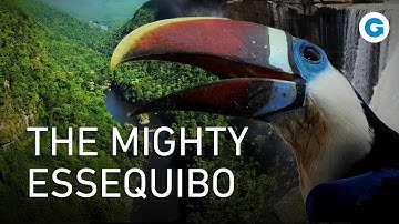 Discovering the Diverse Wildlife of the Essequibo River