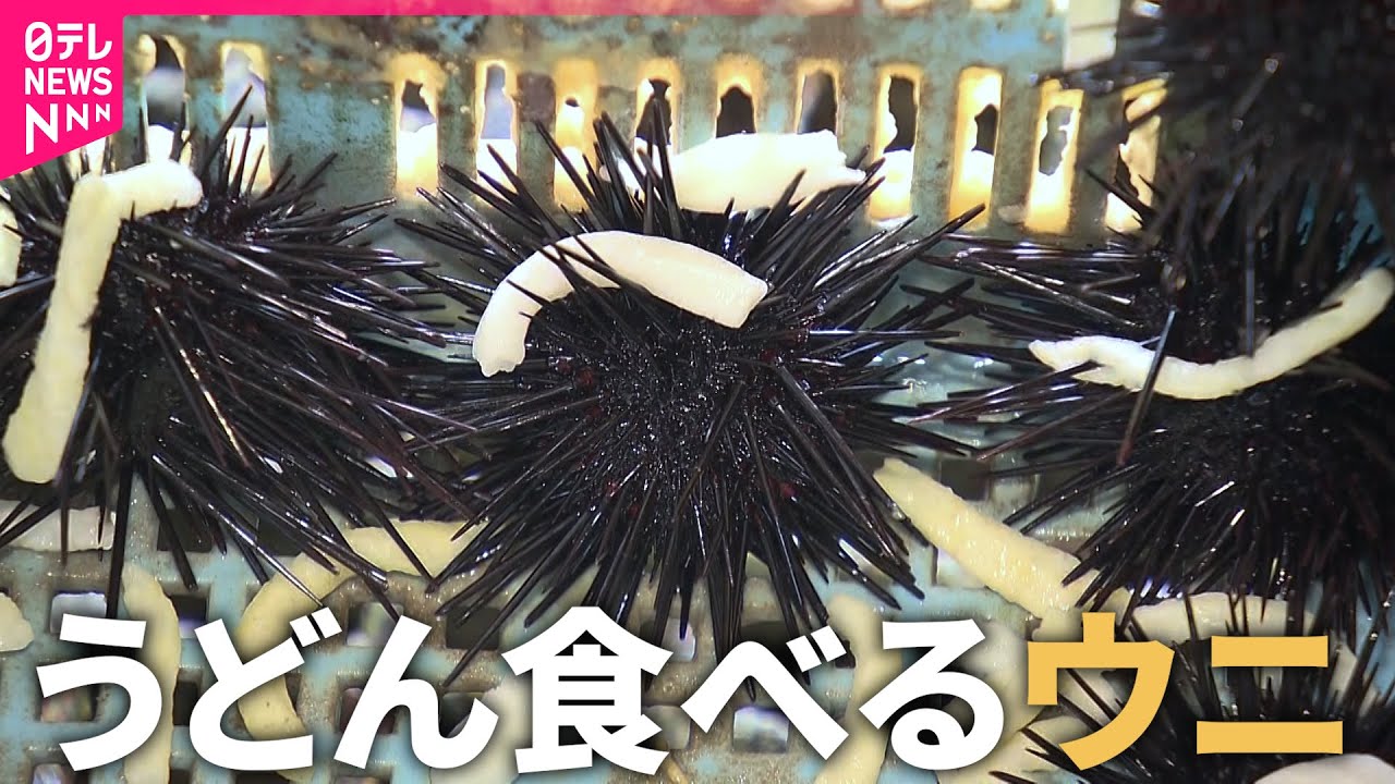 うどんを食べて育ったウニ「讃岐うどん雲丹」が誕生 海藻を食べたウニより身は白く成長早い | ガールズちゃんねる - Girls Channel