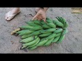 MOLHO DE PIMENTA CASEIRO & COLHEITA DE BANANA - VIDA NA ROÇA - COISAS DA ROÇA - NATUREZA