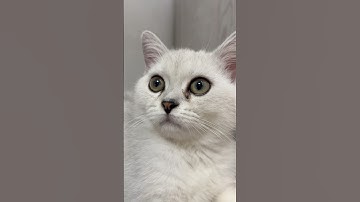 SUBSCRIBE😺❤️ #cats #cat #funny