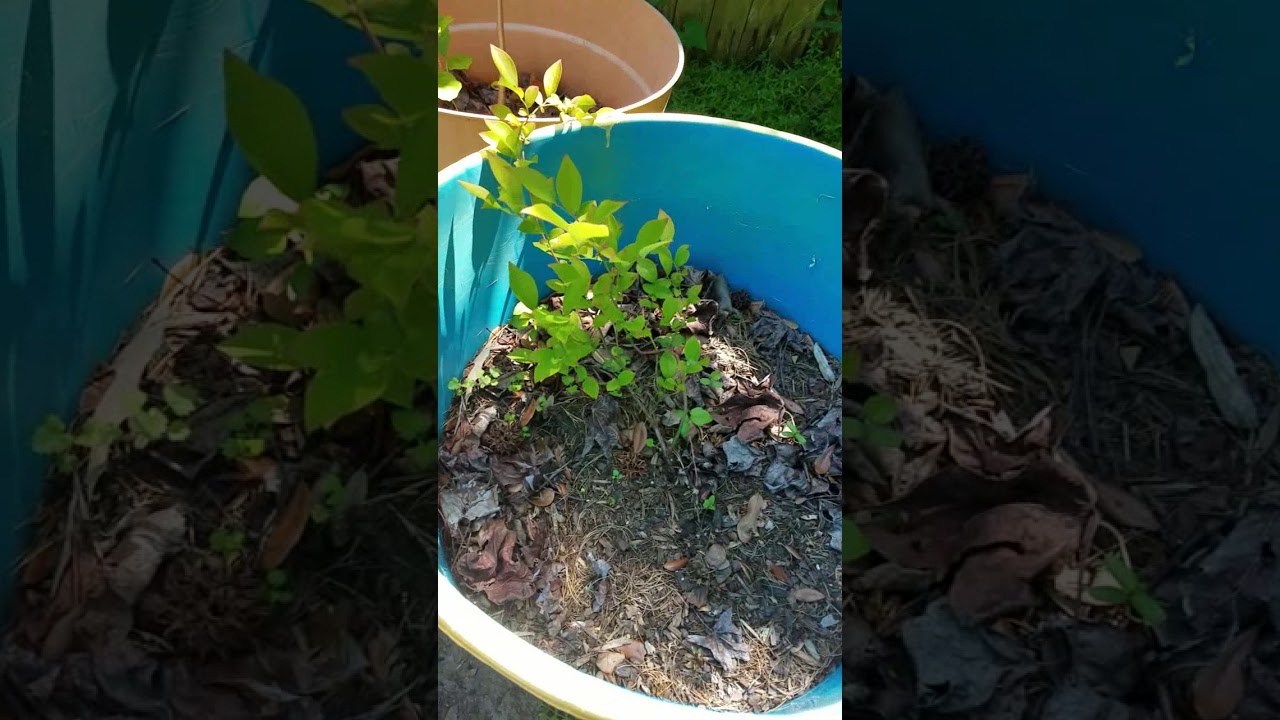 Summer Plants