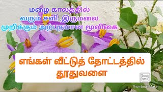 How to grow thuthuvalai at home/தூதுவளை செடி வளர்ப்பது எப்படி/ #healthy #organic #organicfarming