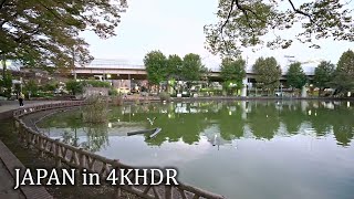 4K・ Night walk at Tokyo Shimura-Sanchome・4K HDR