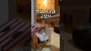 쉬었음 고양이
