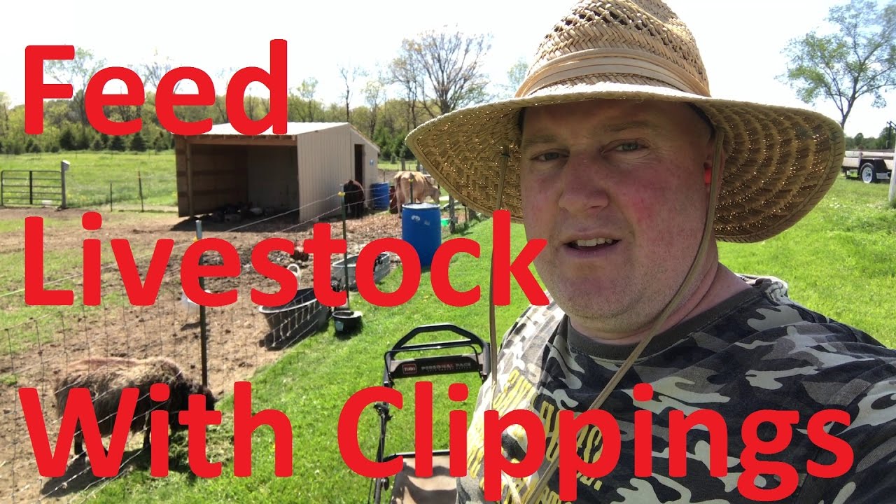Homestead Minute Feeding Livestock with Lawn Clippings