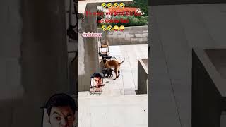 😛😭cat and dog workout by krimsy🤣😜#viral #youtubeshorts #shortsfeed