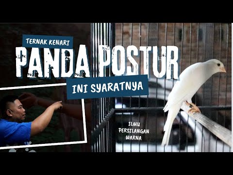 Video: Apakah nan dalam panda?