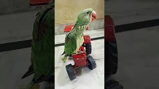 Dayql Family Parrot #alexander #parrotvideo #parrot #parrottalking #birdvideo #shorts #shortvideo