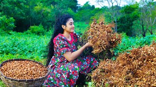 Peanuts! 🥜 for caramelized chikki, durian crepe cake, easy watalappan & more! Poorna-The nature girl