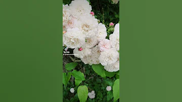 شيرين عبد الوهاب واحشني بجد صحيح 