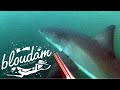 Great white shark getting to close  spearfishing south africa