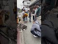 秋田犬長毛カイ高山のGW真っ最中