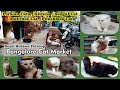 Persian cat , Dollface cat , Punch Face 🐈 white & black cats at Bangalore