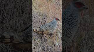 Did You Know About This Western Himalaya Endemic Bird? #CheerPheasant #himalayanbird #wildlife